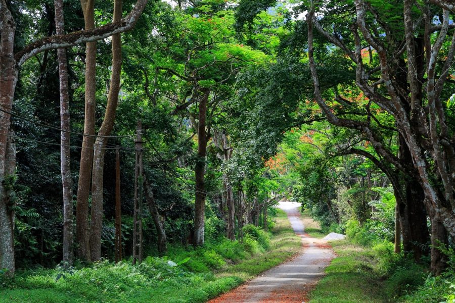 CUC PHUONG NATIONAL PARK (L)